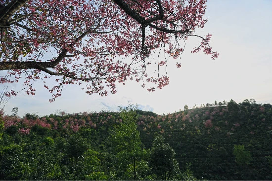 普洱景迈山古茶树
