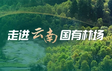 走进云南国有林场