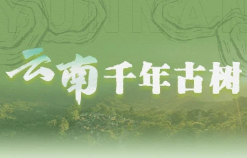 云南千年古树