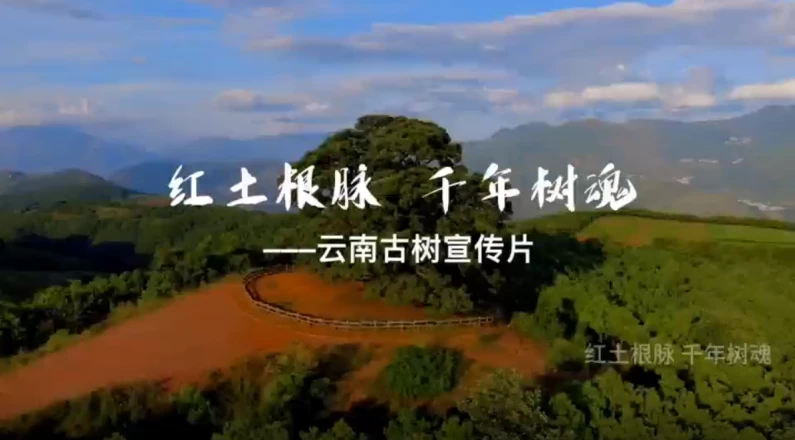 /uploadfile/s37/2025/1027/20251027054449950.mp4